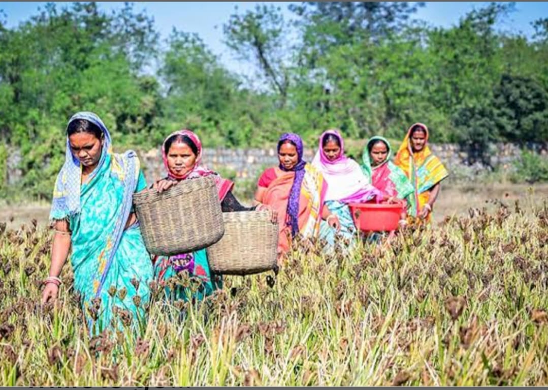 ମିଲେଟ ମିଶନ: ପ୍ରଚାର ବେଶୀ ଉତ୍ପାଦନ କମ